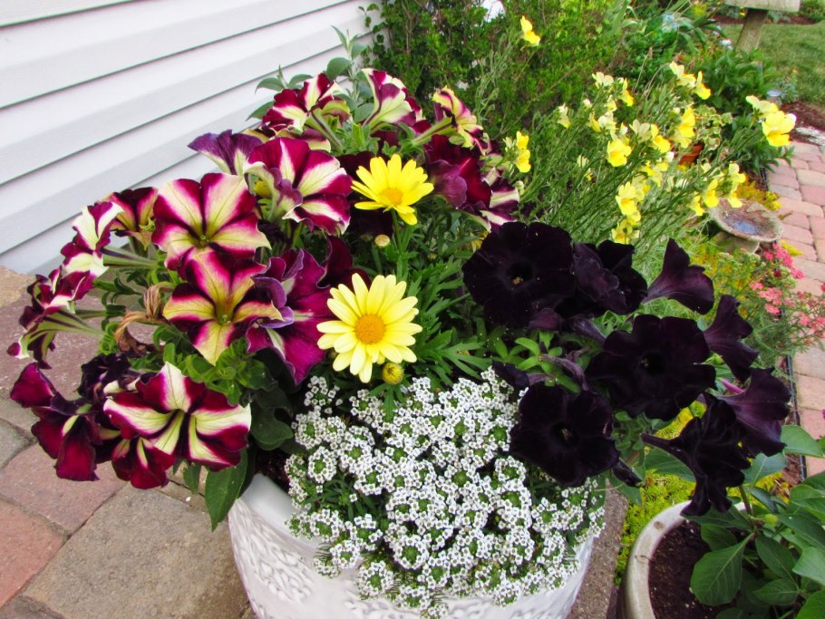 Колеус петуния алиссум