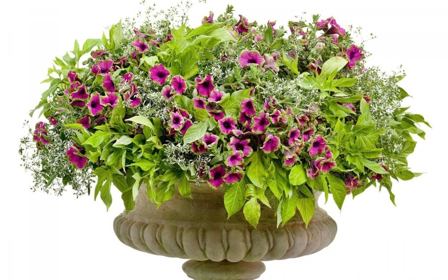 Калибрахоа с ипомеей