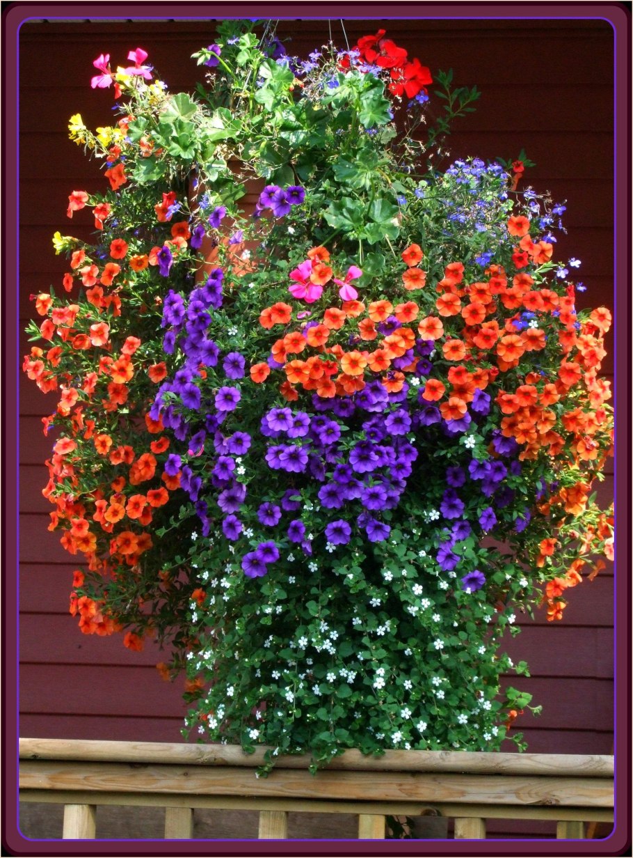 Астра ампельные однолетники