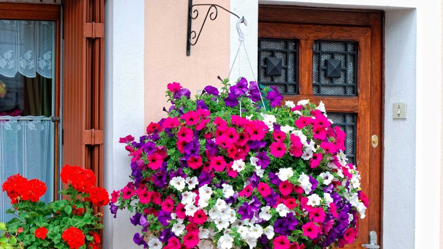 Петуния ампельная Арабеска