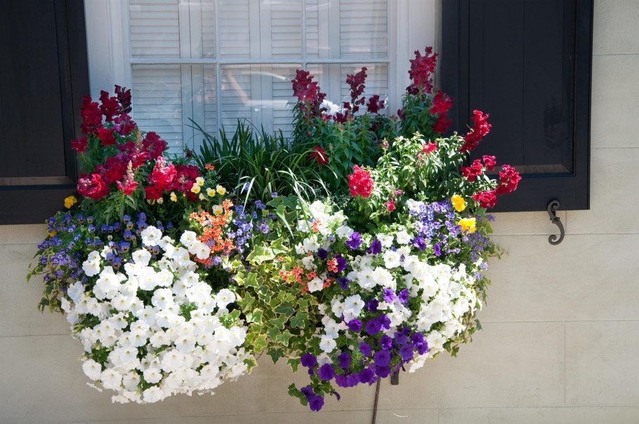 Виола, лобелия, львиный зев