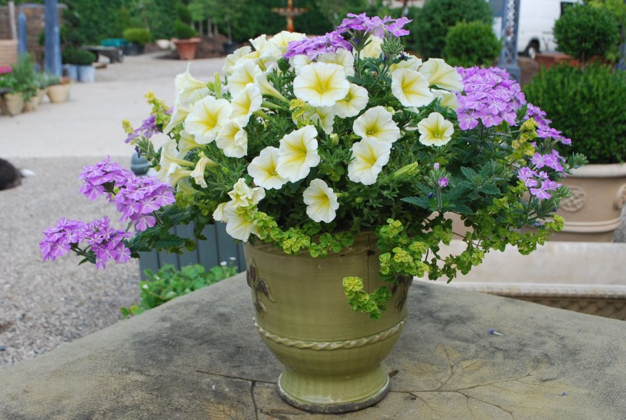 Петуния Анна Герман