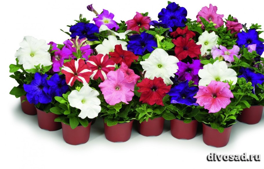 Петуния Тритуния Роуз