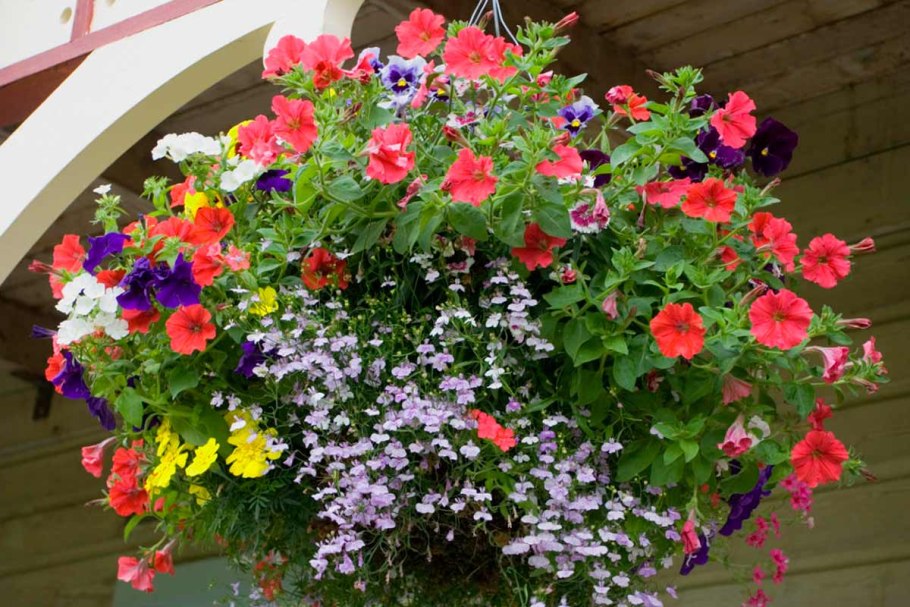 Лобелия ампельная и петуния