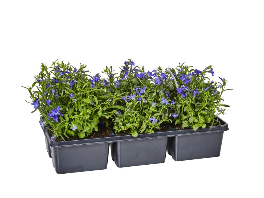 Рассада лобелия микс кассета ћ6