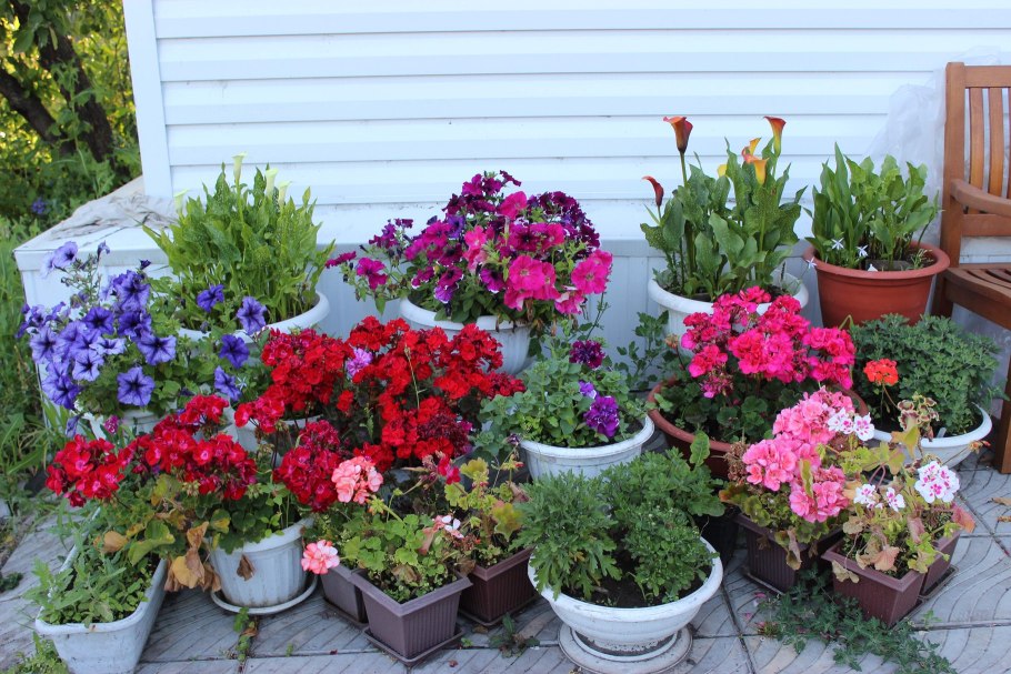 Однолетники в вазонах
