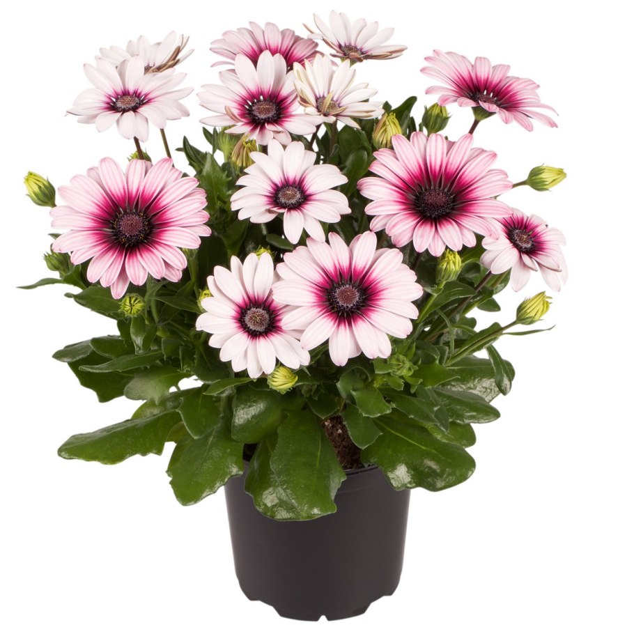 Остеоспермум Акила Сансет