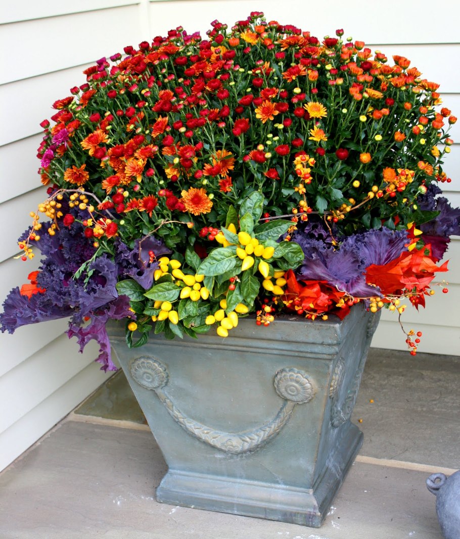 Клумба бегония бархатцы и петуния