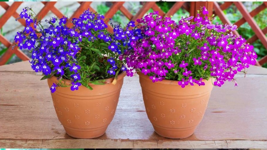 Лобелия ампельная Кружевница