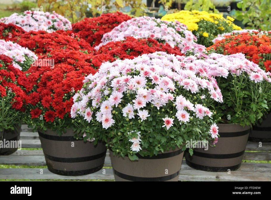 Хризантема мультифлора в кашпо