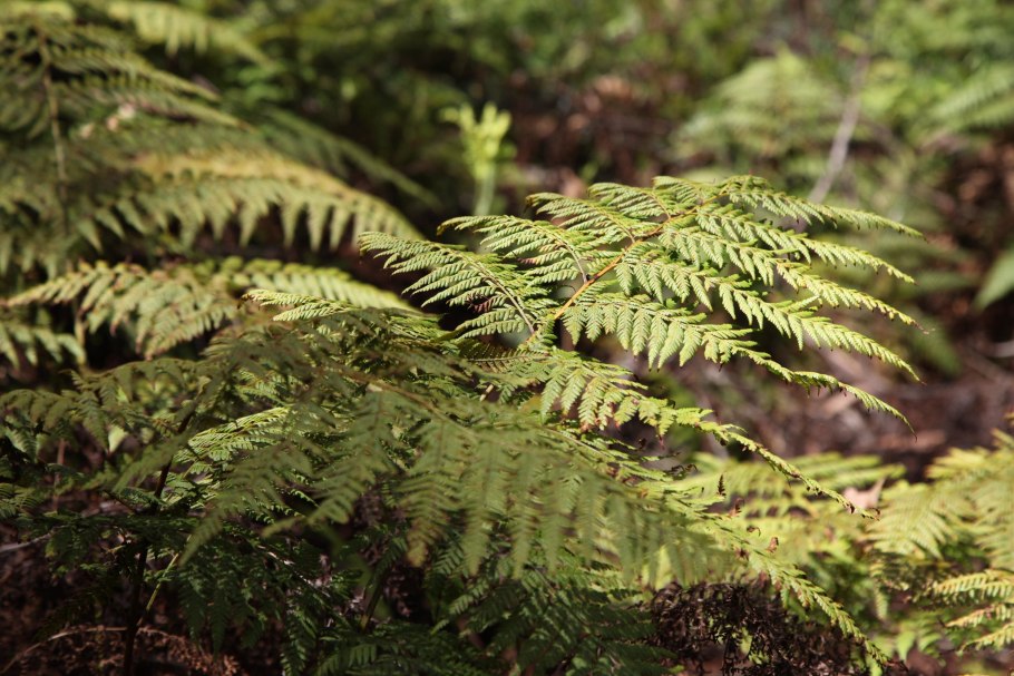 Диксония антарктическая