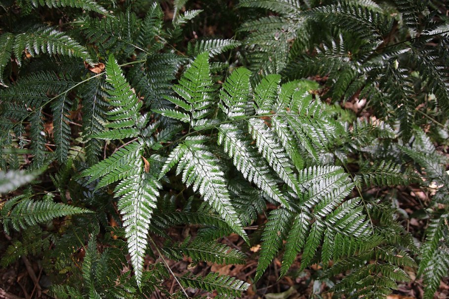 Папоротник узколистный narrow