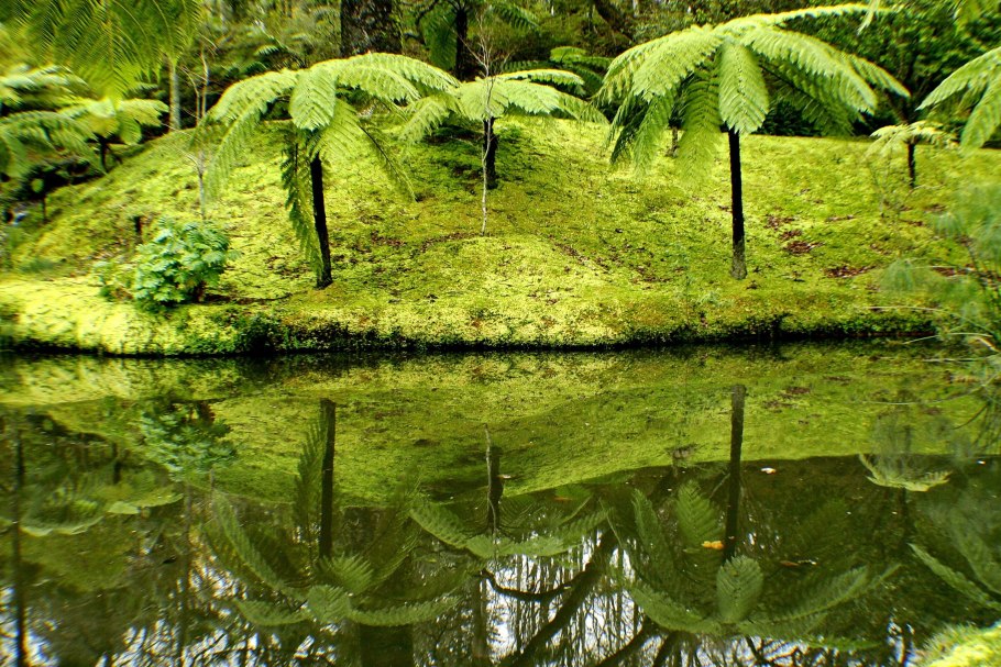 Древовидные папоротники Австралии