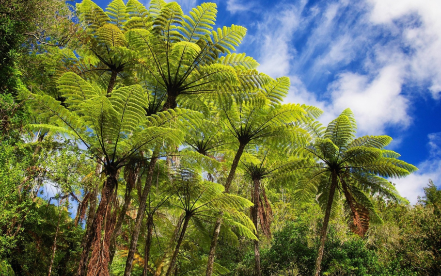 Древовидный папоротник Циатея