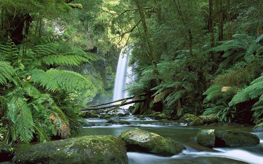 Диксония антарктическая