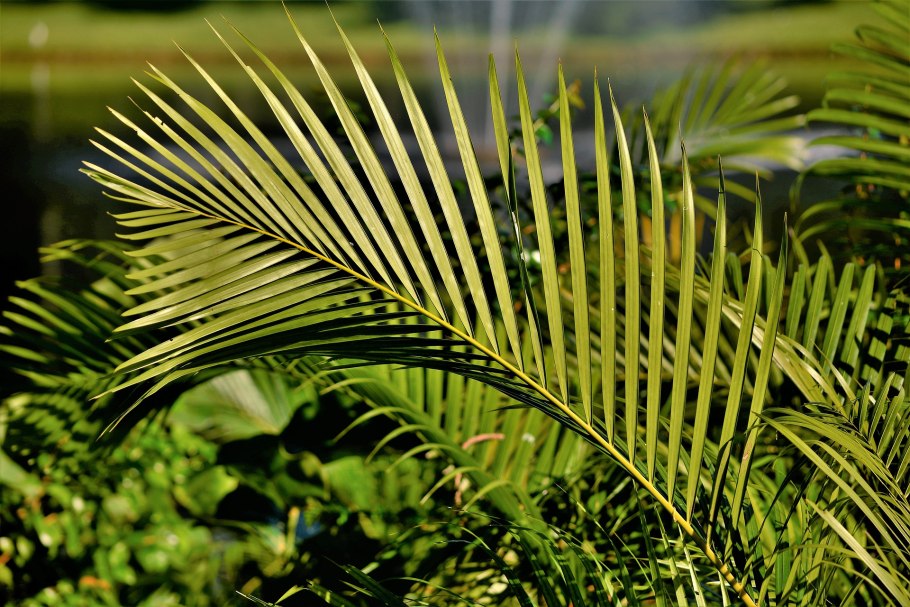 Диксония антарктическая