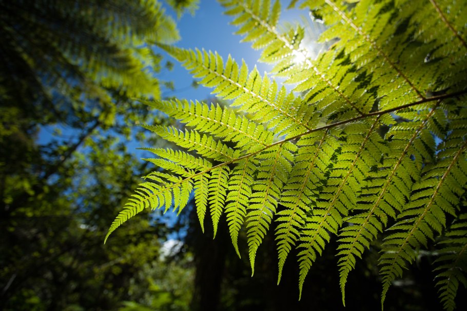 10000 Видов папоротников