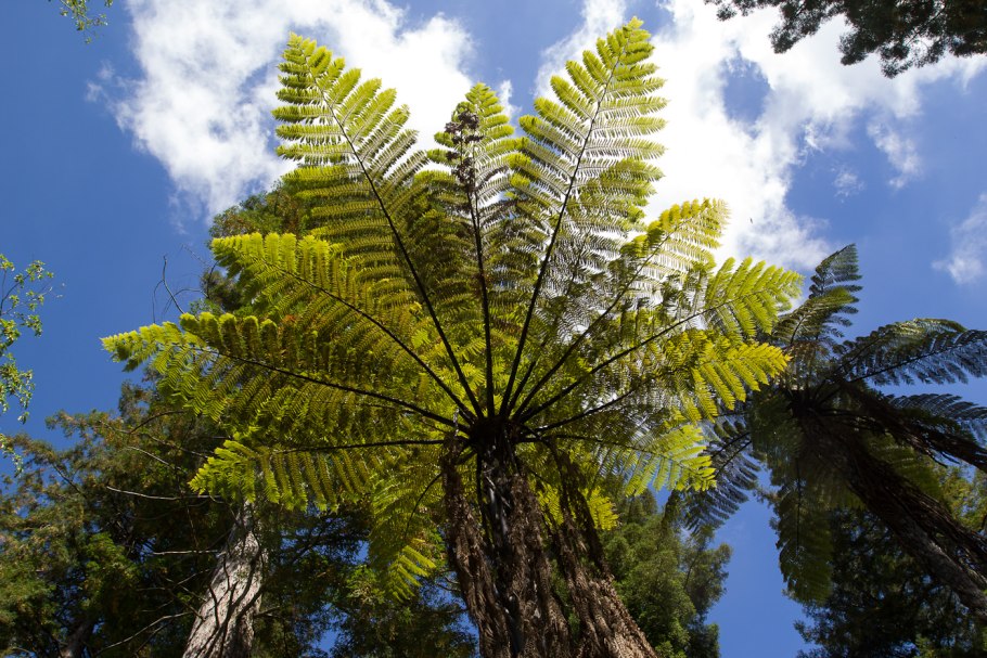 Пальма папоротник Циатея