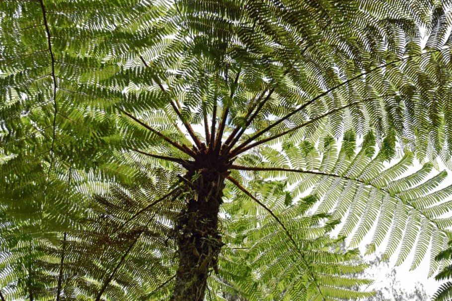 Папоротниковый лес Австралия