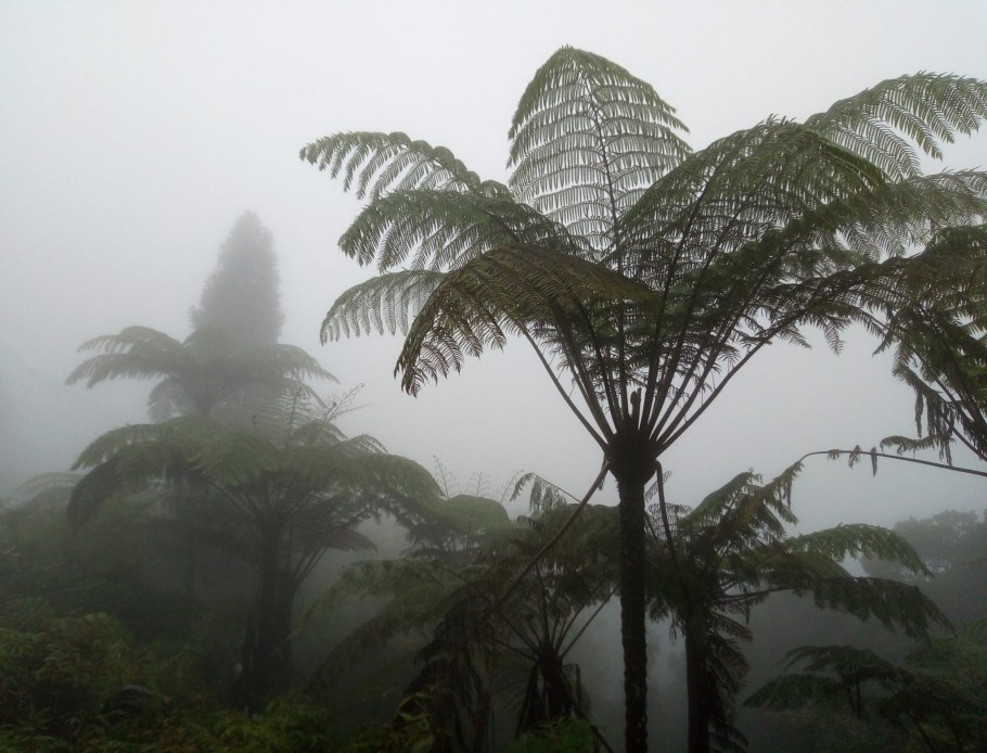 Папоротниковый лес Австралия