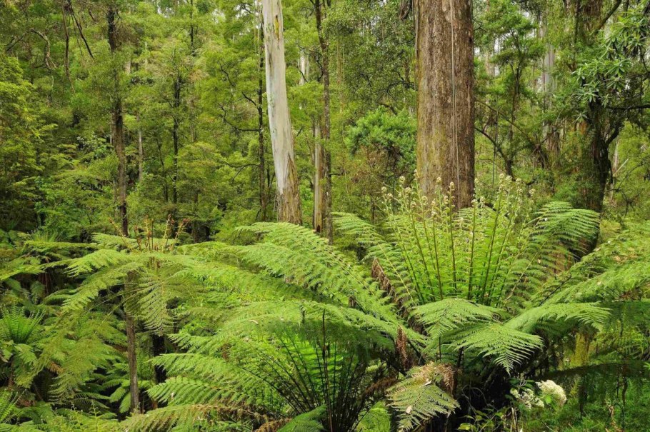 Древовидные папоротники Австралии