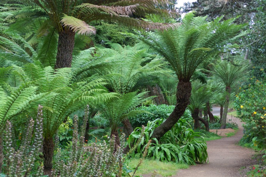 Австралия экваториальный лес древовидные папоротники