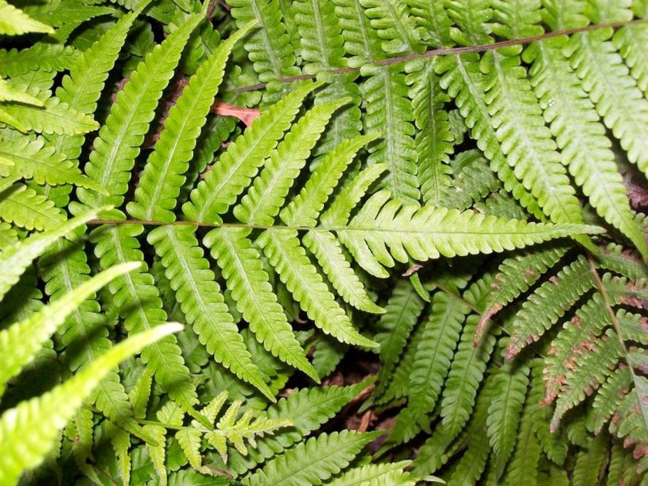 Папоротник Вьетнам