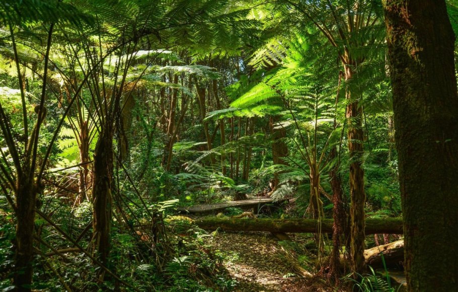 Древовидные папоротники Австралии