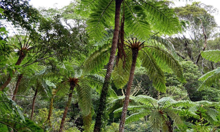 Диксония папоротник