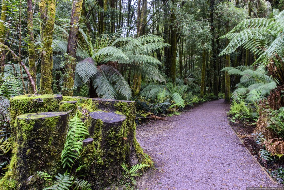 Чунцин тропические джунгли