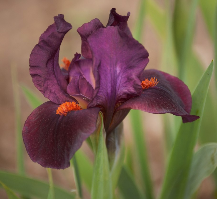 Ирис Iris versicolor