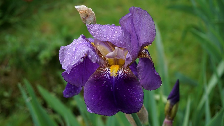 Iris Sogdiana