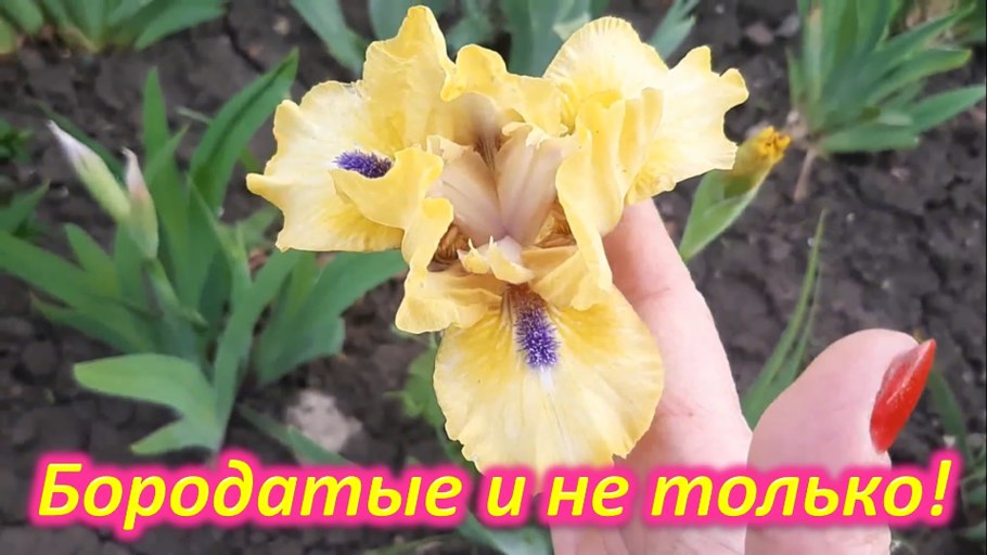 Ирис низкорослый фиолетовый