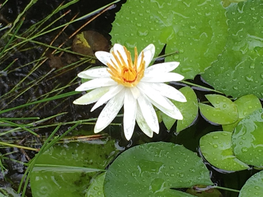 Nymphaea pubescens