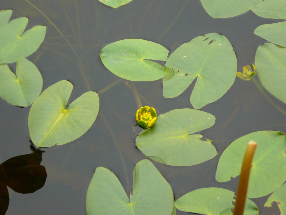 Nymphaea Lotus Ботаническая иллюстрация