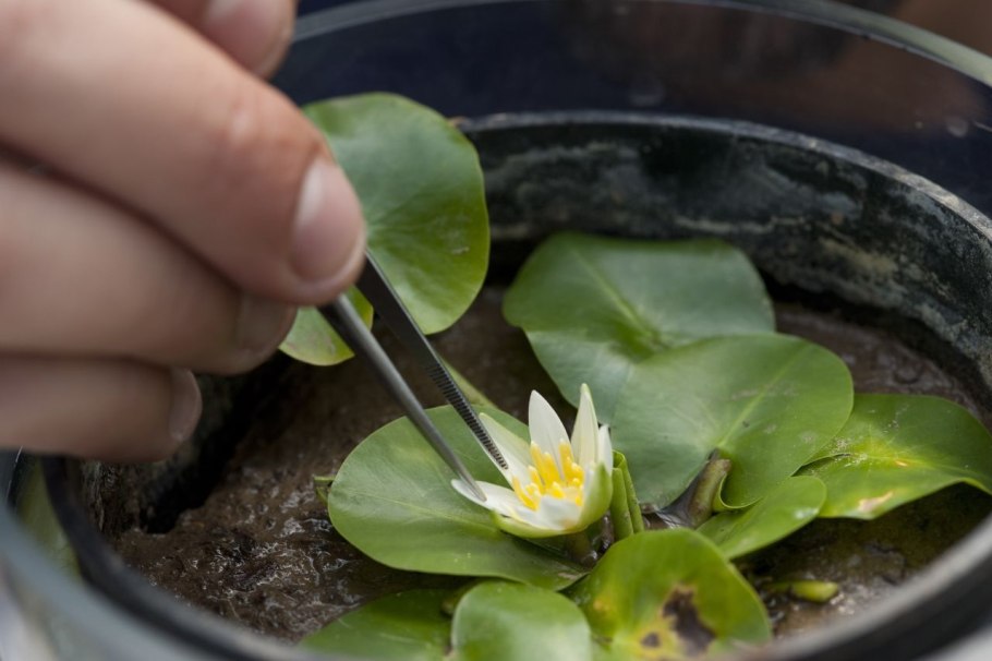 Кувшинка Nymphaea thermarum