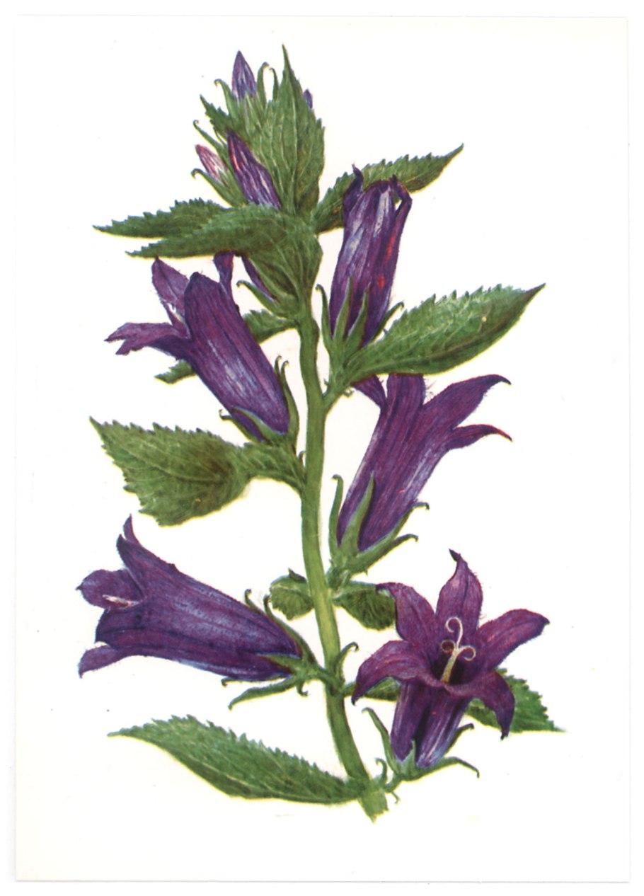 Колокольчик Болонский рисунок