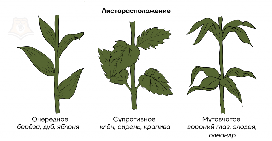 Листорасположение земляники биология
