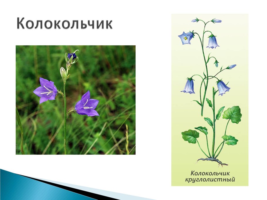 Колокольчик (Кампанула) широколистный