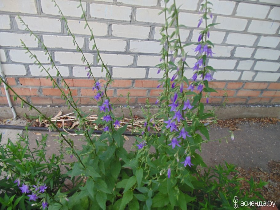 Колокольчик Campanula latifolia