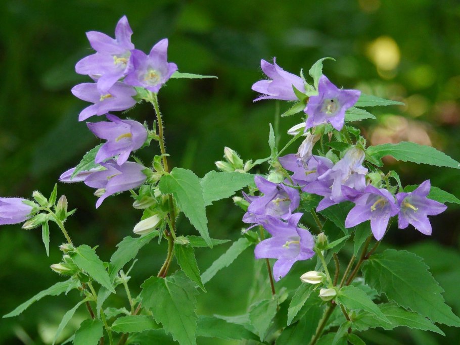 Колокольчик Болонский Campanula Bononiensis