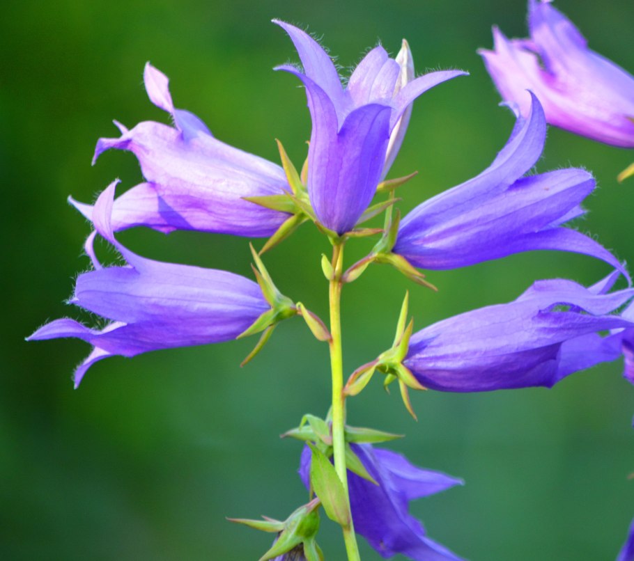 Колокольчик широколистный