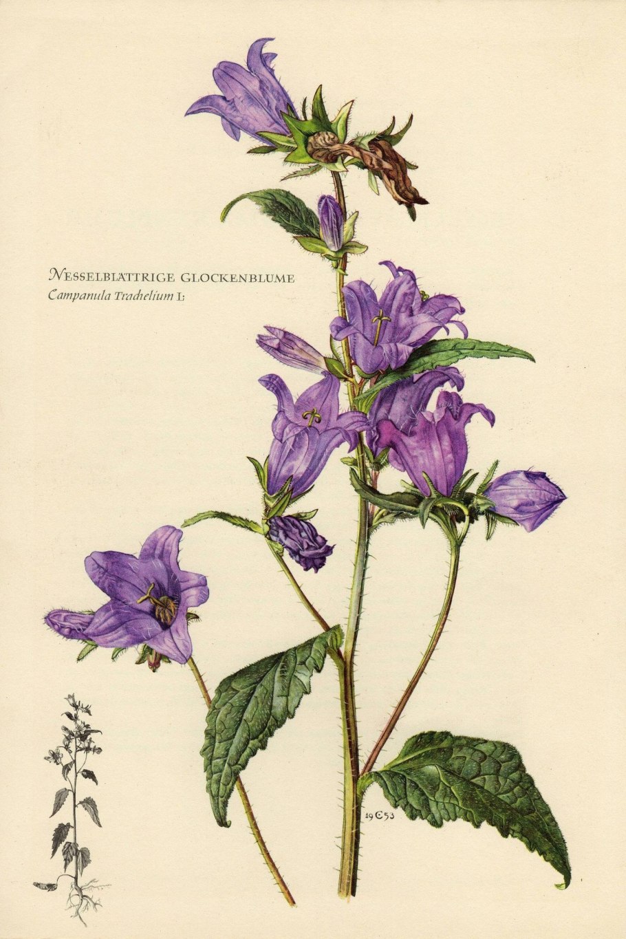 Колокольчик крапиволистный "Bernice"