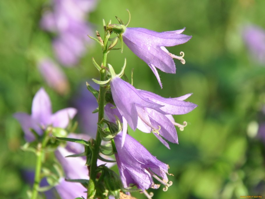 Колокольчик крапиволистный