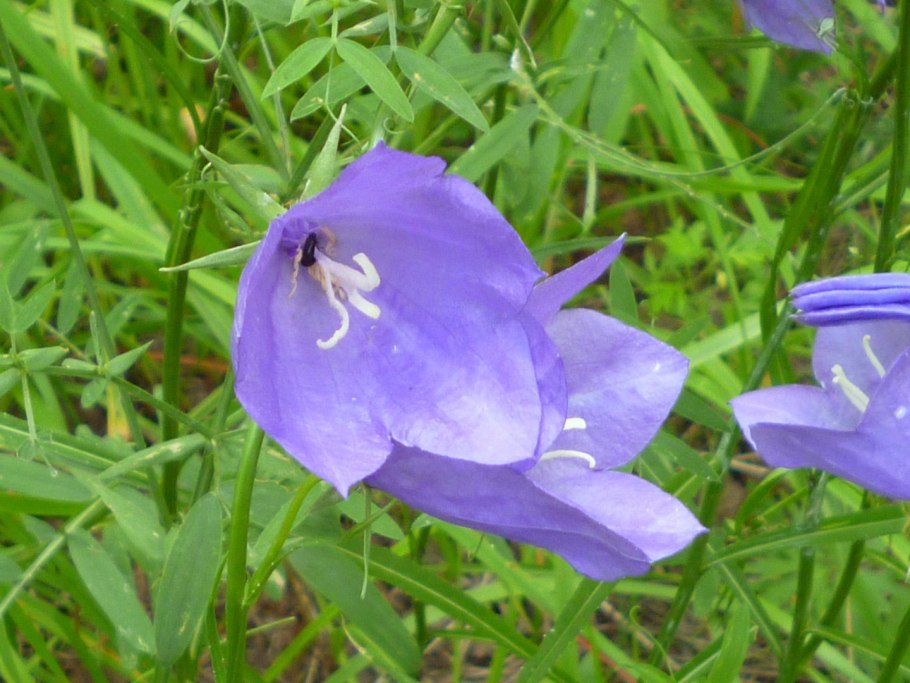 Колокольчик широколистный Карпатский