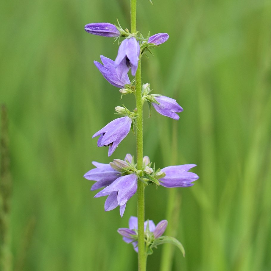 Campanula bononiensis