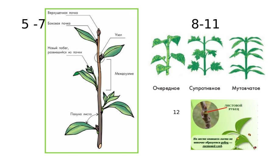 Колокольчик крапиволистный широколистный