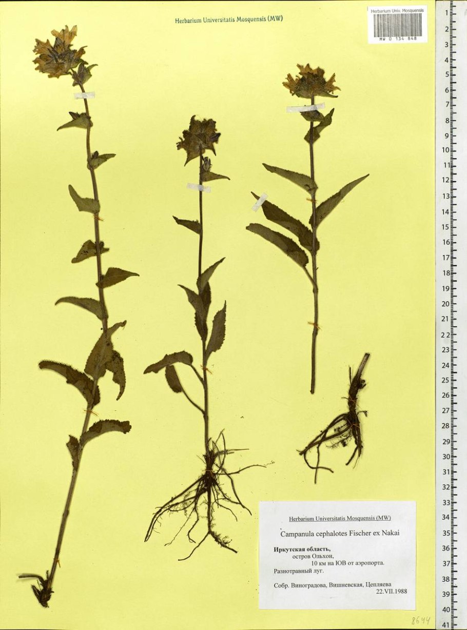 Колокольчик скученный гербарий