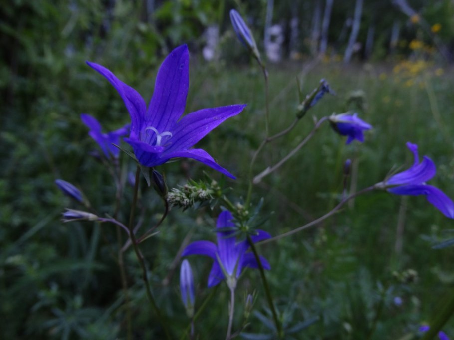 Колокольчик персиколистный раскраска