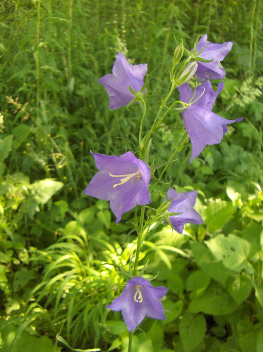 Колокольчик Портеншлага Катарина